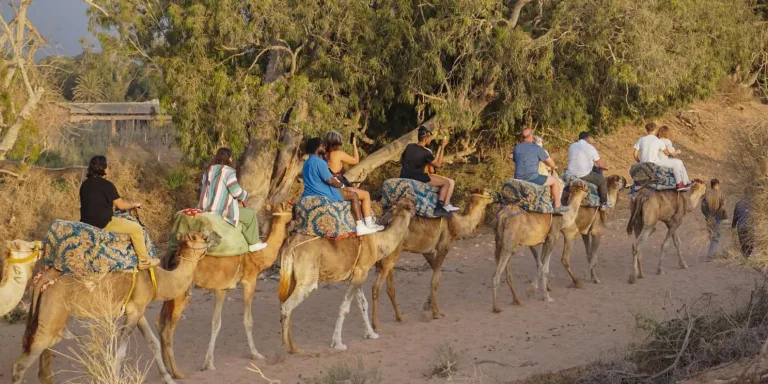 Camel Ride from Taghazout: Sunset, Tea and Back for Dinner in Agadir, Morocco