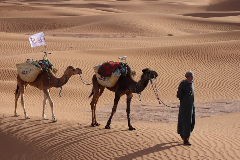Camel Ride and Sunset Barbecue from Taghazout in Agadir, Morocco
