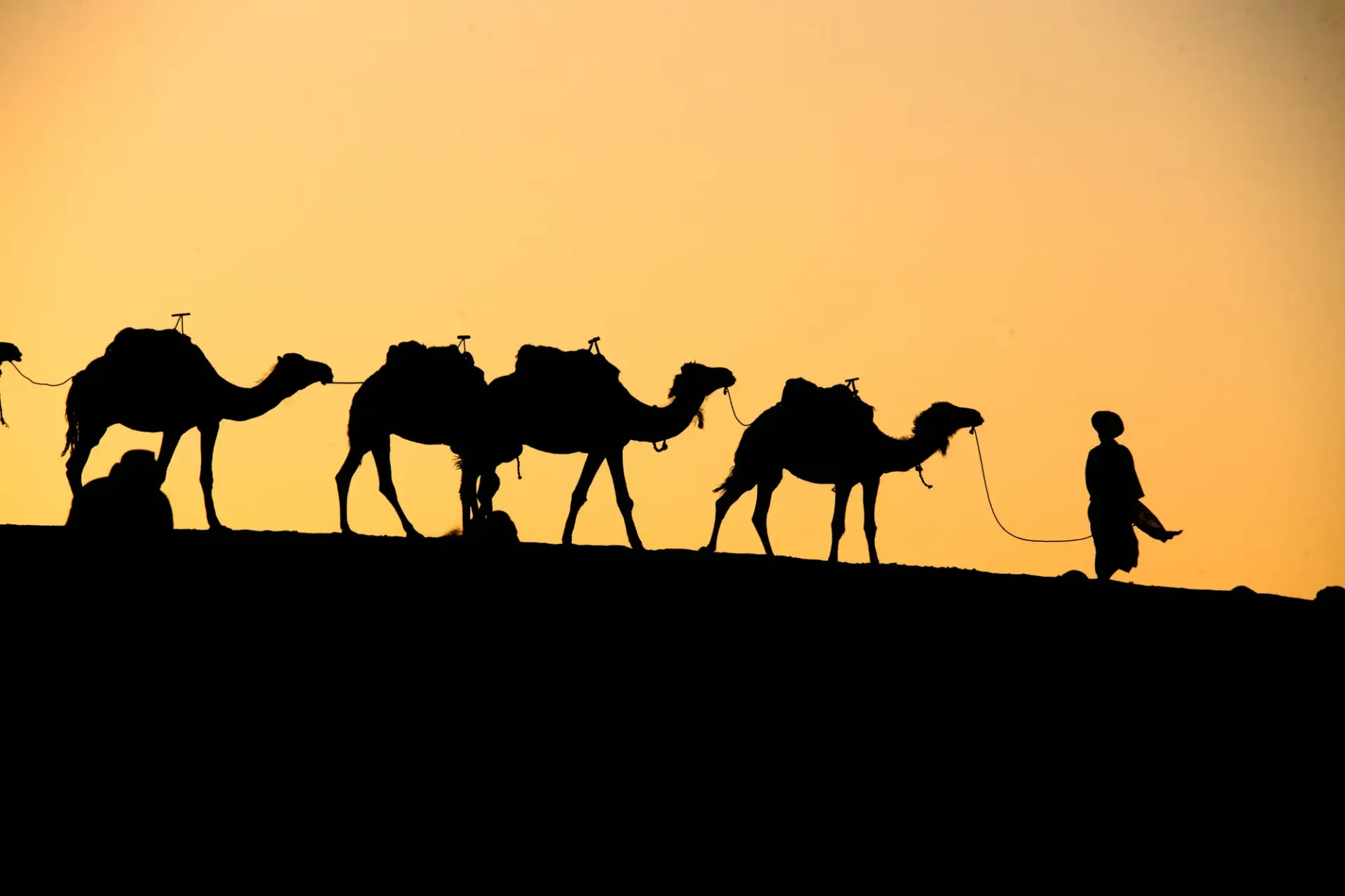 A camel caravan led across the desert at sunset near Agadir
