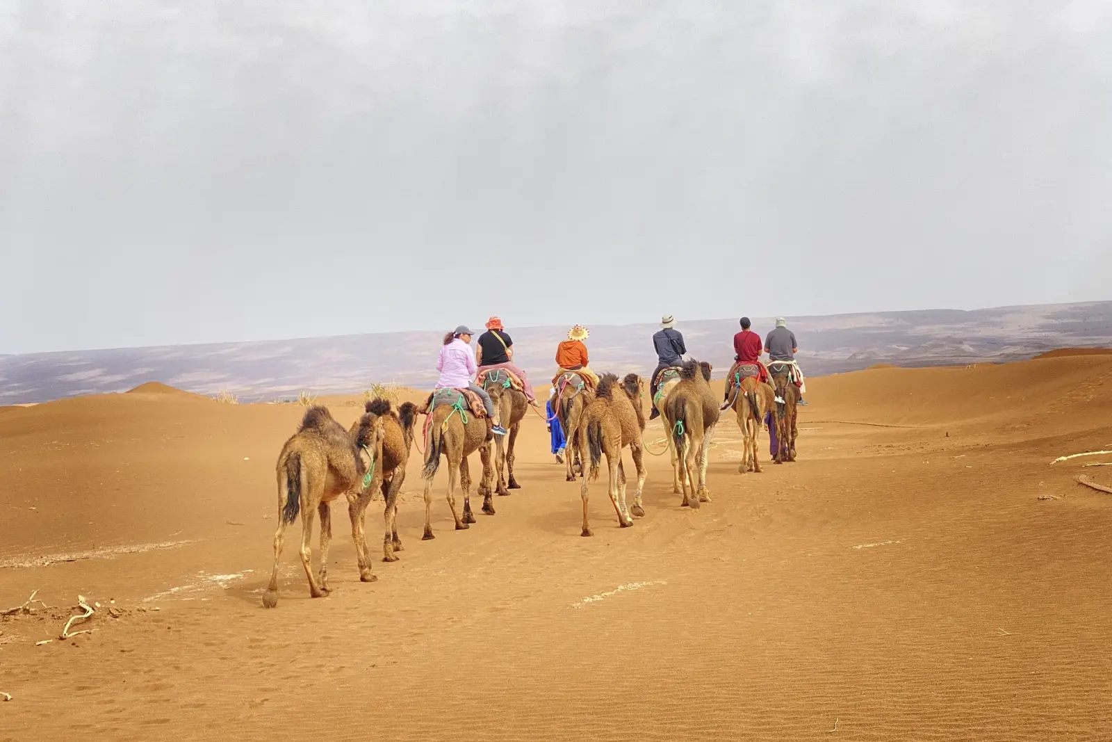 Camel caravan crossing the stony plains toward Erg Chigaga