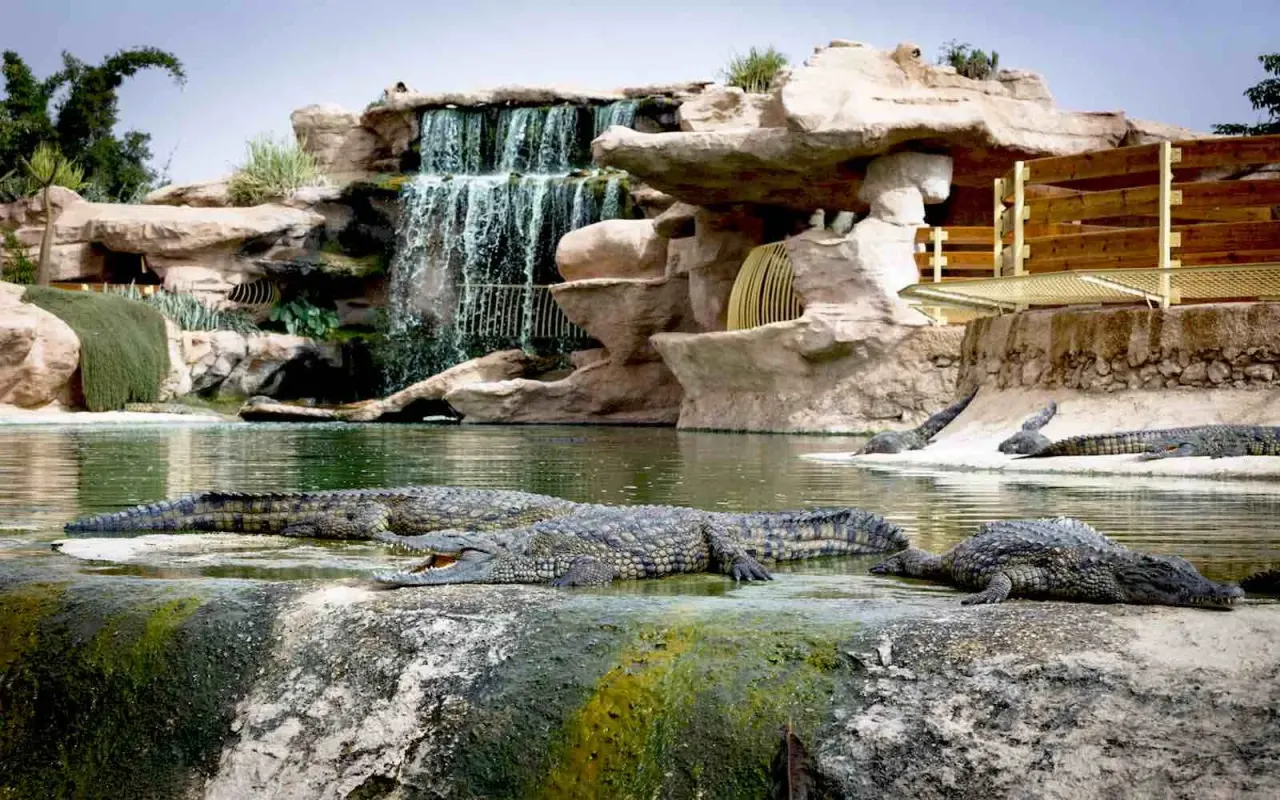 Nile crocodiles basking beside a waterfall at Crocoparc Agadir, Morocco