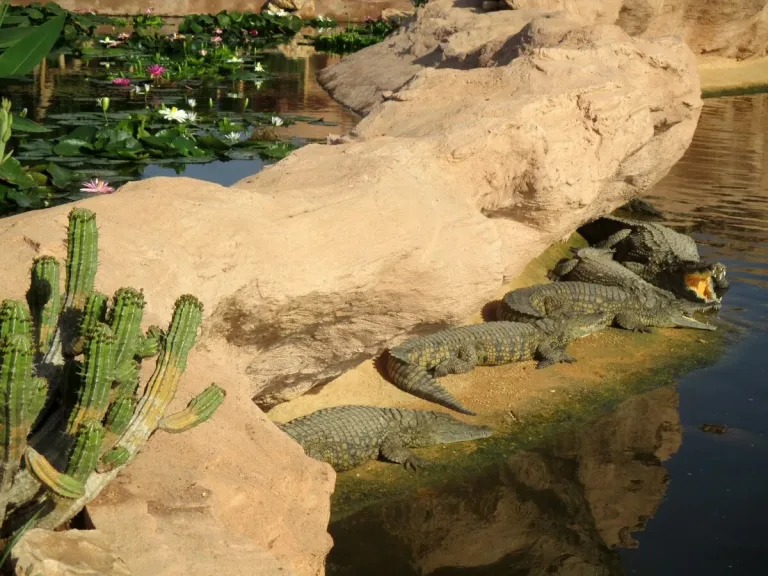 Crocoparc Agadir: Nile Crocodiles, Gardens and a Baby Nursery in Agadir, Morocco