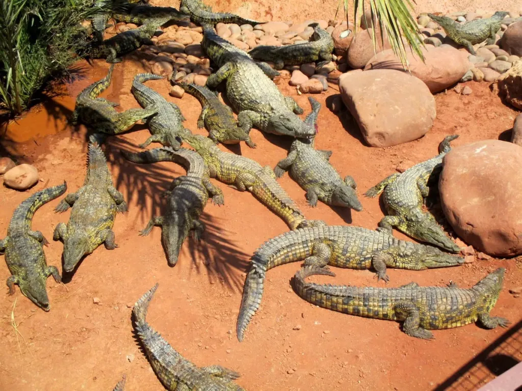 Nile crocodiles basking in a group on the sand at Crocoparc Agadir