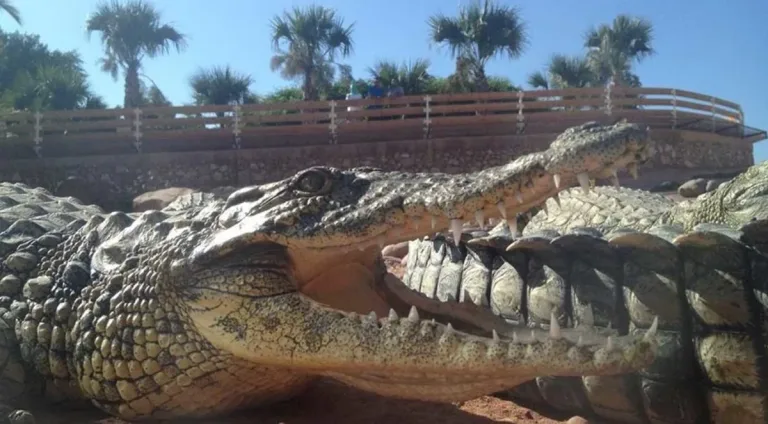 Crocoparc Agadir: Nile Crocodiles, Gardens and a Baby Nursery in Agadir, Morocco