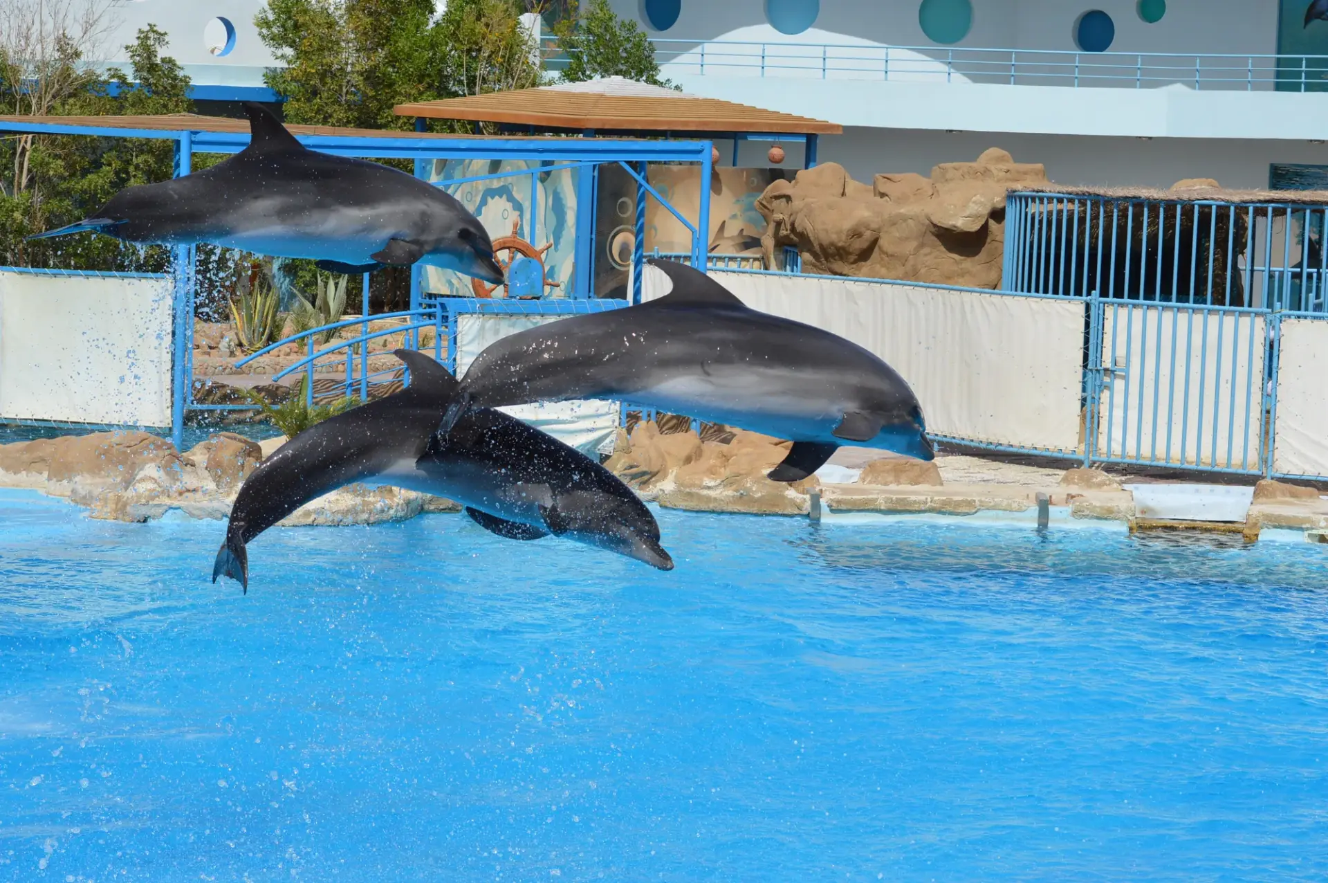 Two dolphins leaping out of a blue pool at the dolphin show in Agadir
