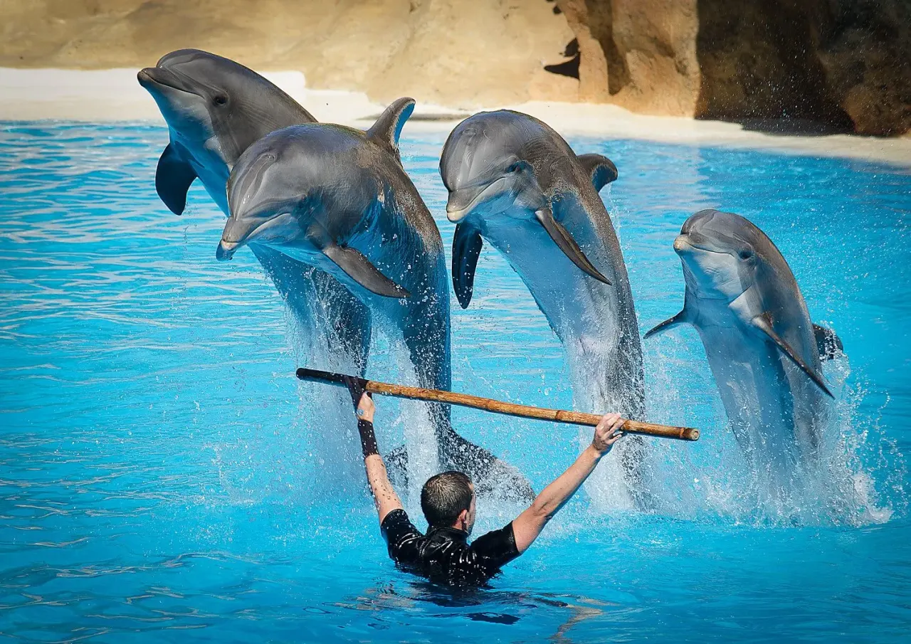 Dolphins leaping beside their trainer at Dolphin World Agadir