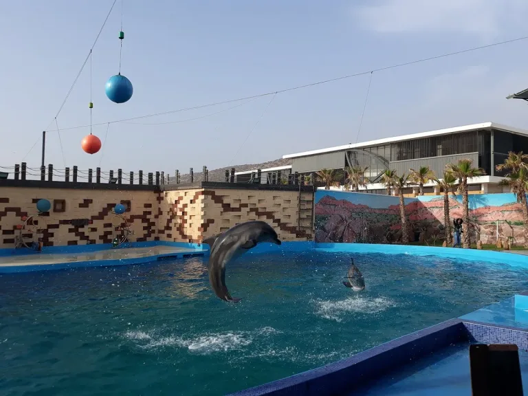 Dolphin World Show from Taghazout: An Evening Out in Agadir, Morocco