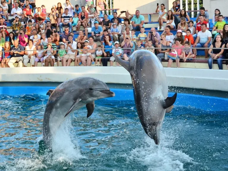 Dolphin World Show from Taghazout: An Evening Out in Agadir, Morocco