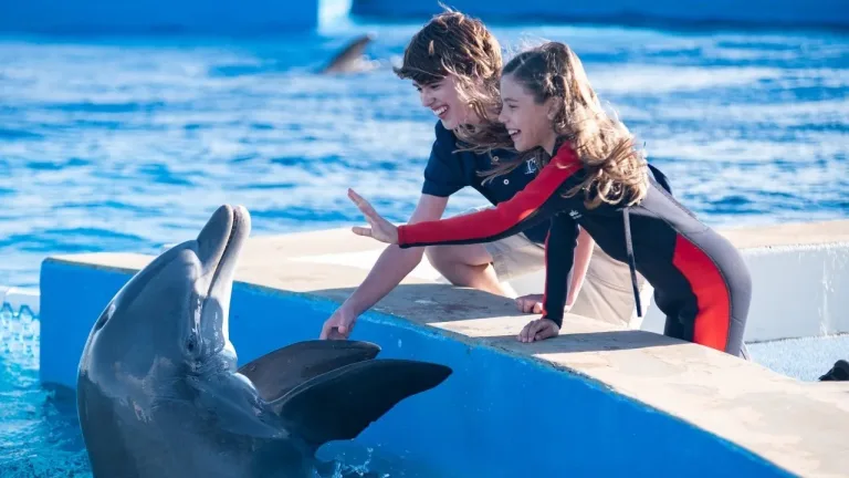 Dolphin World Show from Taghazout: An Evening Out in Agadir, Morocco