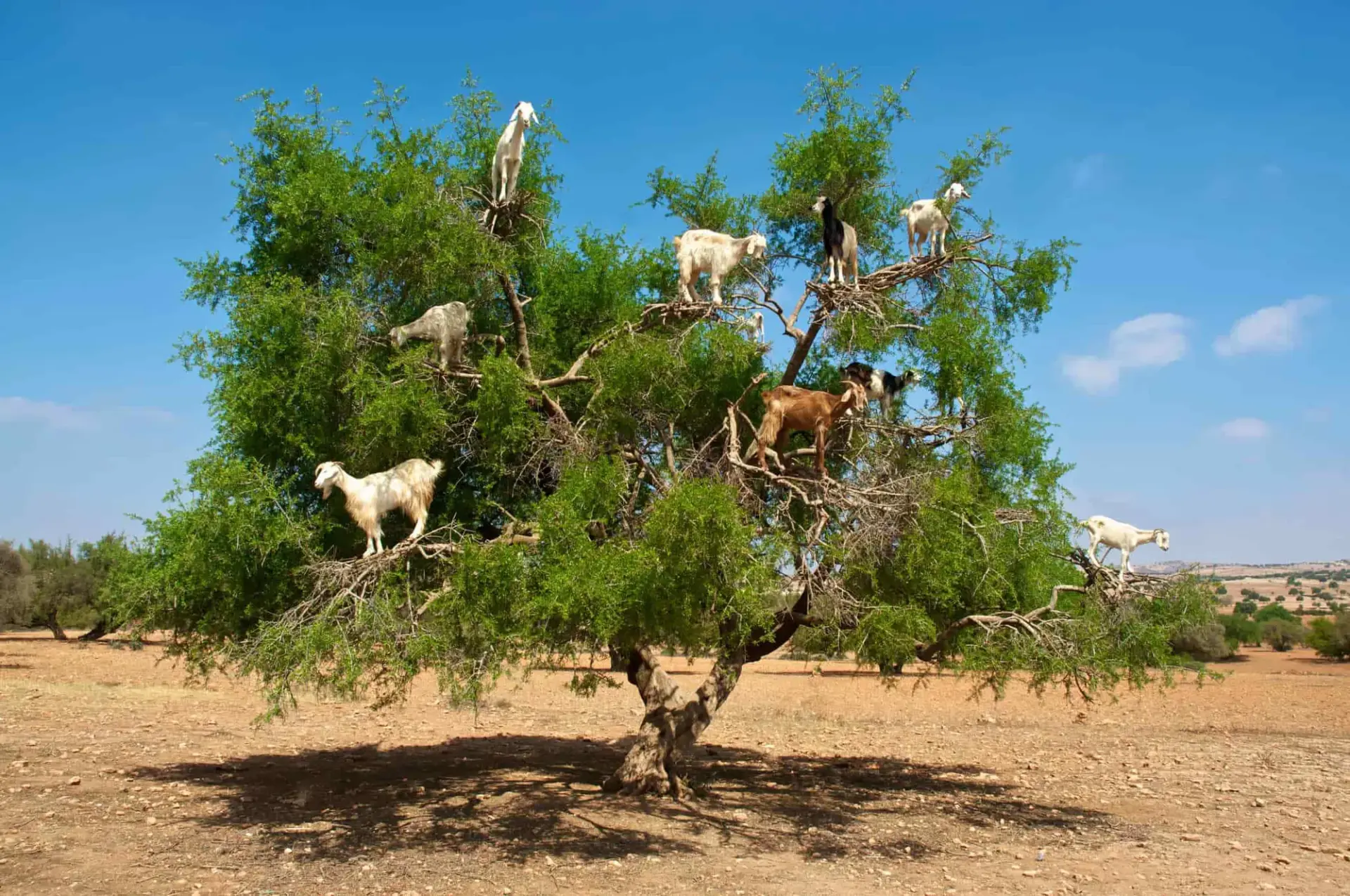 Goats climbing an argan tree near Agadir, Morocco