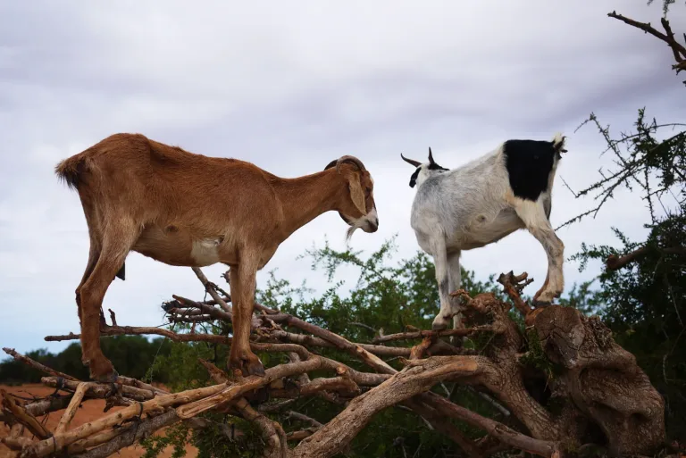 Argan Trees, Climbing Goats and Crocoparc from Taghazout in Agadir, Morocco
