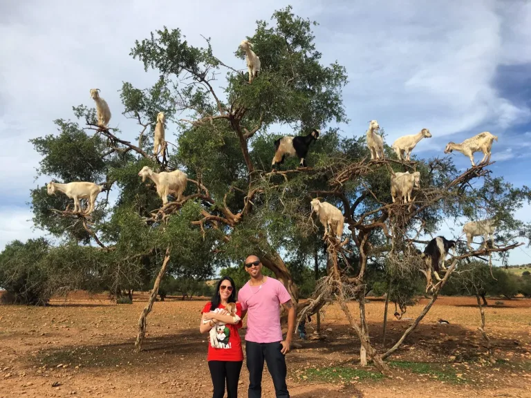 Argan Trees, Climbing Goats and Crocoparc from Taghazout in Agadir, Morocco