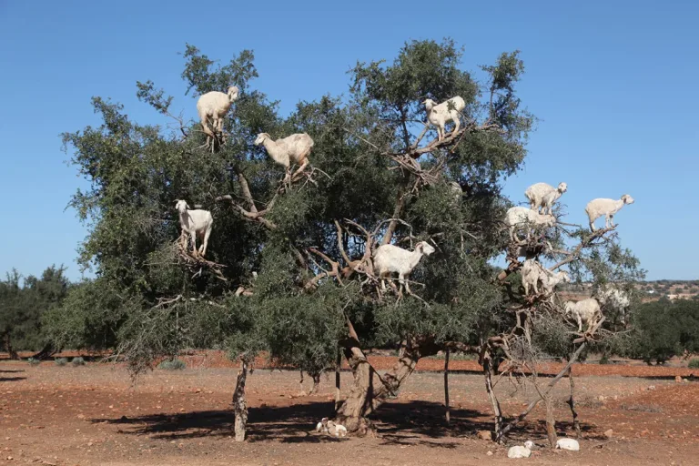 Argan Trees, Climbing Goats and Crocoparc from Taghazout in Agadir, Morocco