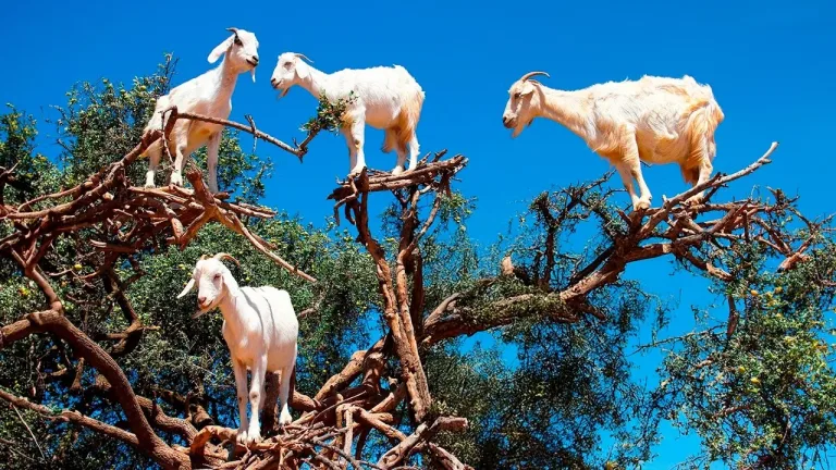 Argan Trees, Climbing Goats and Crocoparc from Taghazout in Agadir, Morocco