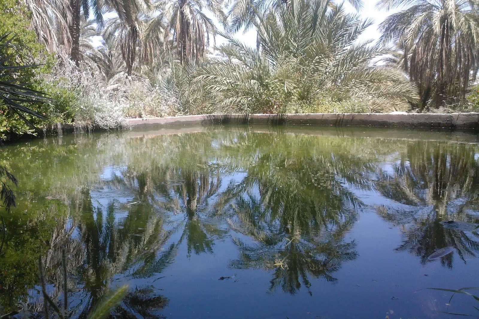 Palm-framed natural rock pool in a green mountain valley near Agadir, Morocco