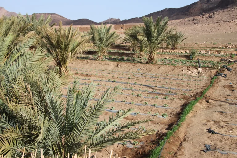 Ouarzazate and Zagora from Taghazout: Two Days in Agadir, Morocco