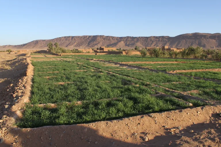 Ouarzazate and Zagora from Taghazout: Two Days in Agadir, Morocco