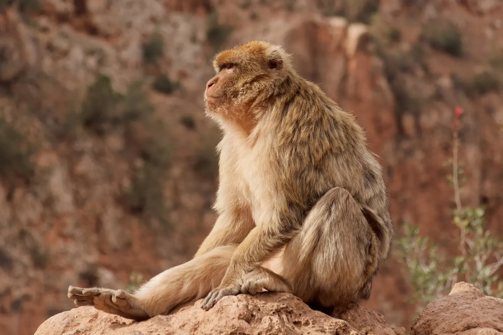 Barbary macaque perched on a rock overlooking the Ouzoud gorge