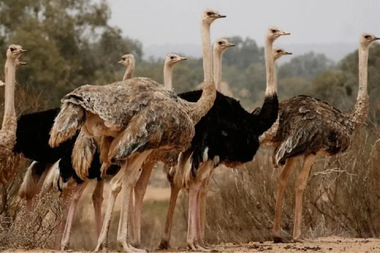 Souss Massa Birdwatching Day Trip from Taghazout in Agadir, Morocco