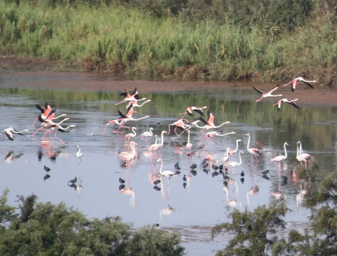 Flamingos flying over the wetlands of Souss Massa National Park near Agadir