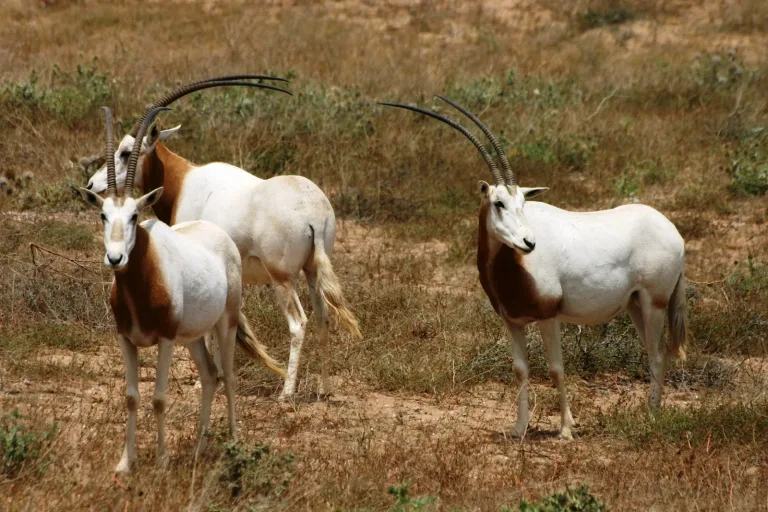 Souss Massa Birdwatching Day Trip from Taghazout in Agadir, Morocco