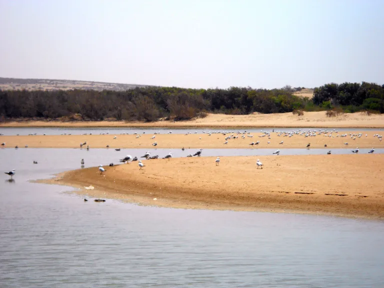 Souss Massa Birdwatching Day Trip from Taghazout in Agadir, Morocco