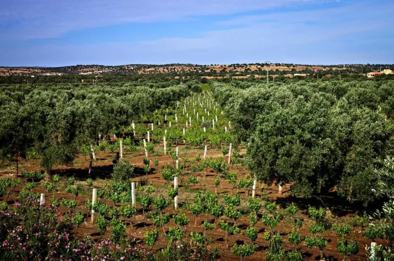 Morocco Winery Tour: Vineyards, Cellars and a Guided Tasting in Agadir, Morocco