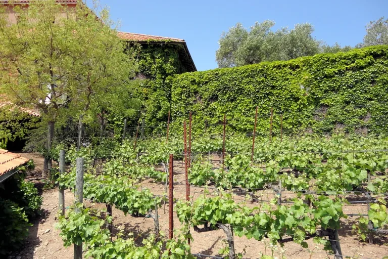 Morocco Winery Tour: Vineyards, Cellars and a Guided Tasting in Agadir, Morocco